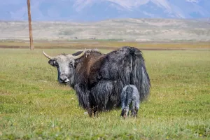 Female black yak with its baby in the pasture
