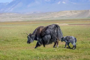 Female black yak with its baby in the pasture