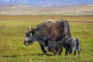 Female black yak with its baby in the pasture