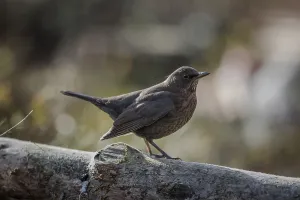 Female blackbird - Turdus merula sitting on a tree trunk in the forest in Norway