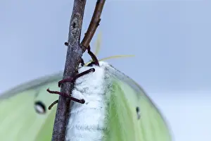 Female bright green luna moth Actias luna in Portland