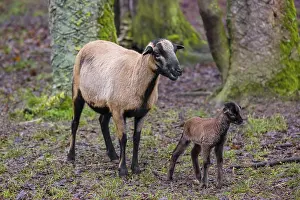 A female Cameroon or Cameroon Dwarf sheep