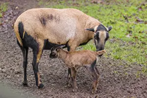 A female Cameroon or Cameroon Dwarf sheep