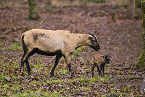 A female Cameroon or Cameroon Dwarf sheep