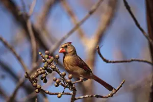 Female cardinal bird Cardinalis cardinalis eats berries from a bush in Naples