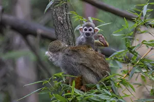 One female Central American squirrel monkey