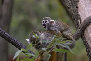 One female Central American squirrel monkey