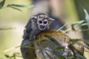 One female Central American squirrel monkey