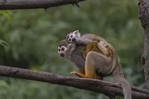 One female Central American squirrel monkey