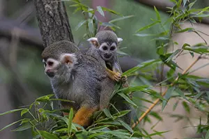 One female Central American squirrel monkey