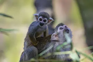 One female Central American squirrel monkey