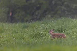 Framed Print : A female Chinese muntjac (Muntiacus reevesi) in the pouring rain in a meadow