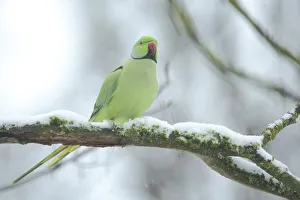 Female collared parakeet (Psittacula krameri) in winter with snow in Bad Schoenborn