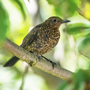 Female of Common Blackbird (Turdus merula)
