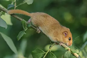 Female common dormouse (Muscardinus avellanarius) on a branch in bushy vegetation