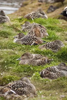 Female common eider birds nesting in Svalbard