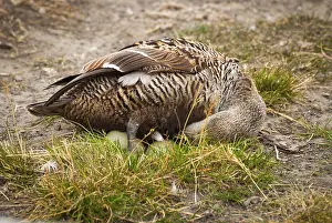 Female common eider laying eggs in Svalbard