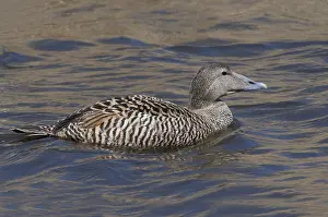 Female Common Eider (Somateria mollissima)