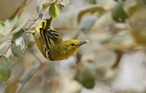 A female common iora (Aegithina tiphia) on a tree branch