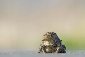 Female common toad (Bufo bufo) carrying male to spawning water
