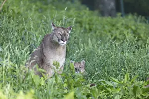 One female cougar, Puma concolor