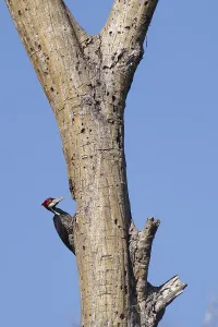 Female Crimson crested woodpecker