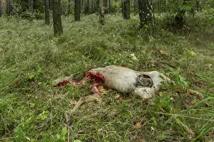 A female deer (Capreolus capreolus) torn by a wolf (Canis lupus)