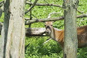 Female deer in the Dutch Oostvaardersplassen