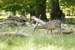 Female deer grazing in a forest in spring