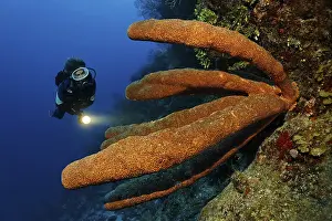 Female diver with a lamp looking at a wonderful example of a Brown tube sponge (Agelas conifera)