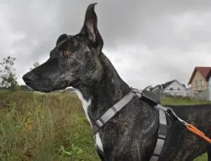 Female, dog, pet, animal, mixed breed