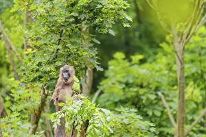 A female Drill (Mandrillus leucophaeus) sits high up in a tree