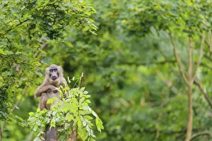 A female Drill (Mandrillus leucophaeus) sits high up in a tree