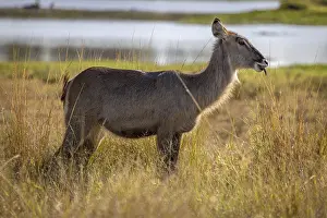 Female ellipsen waterbuck (Kobus ellipsiprymnus) standing in front of a body of water