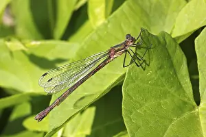 Female Emerald Damselfly (Lestes sponsa)