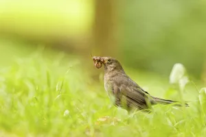 Female Eurasian blackbird (Turdus merula) standing in green grass with an earthworm in its beak