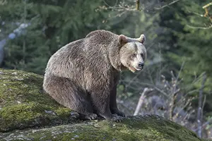 One female Eurasian brown bear (Ursus arctos arctos) resting on a mossy rock