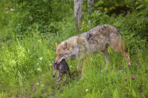 A female eurasian gray wolf (Canis lupus lupus) carries a pup to another