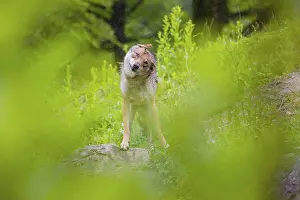 A female Eurasian gray wolf (Canis lupus lupus) stands