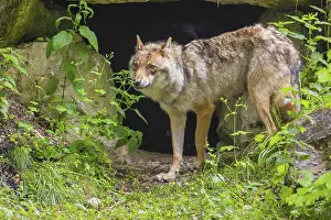 A female Eurasian gray wolf (Canis lupus lupus) stands in front of its den in green vegetation