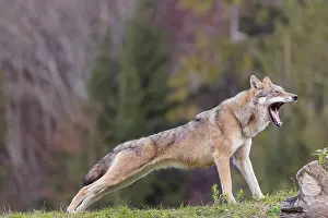 A female eurasian gray wolf (Canis lupus lupus) stretches out on a meadow on top of a hill
