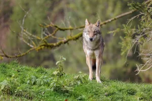 A female eurasian grey wolf (Canis lupus lupus) stands on green meadow on top of a hill