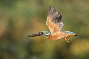 Female Eurasian kingfisher (Alcedo atthis) in flight