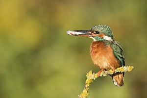Female Eurasian kingfisher (Alcedo atthis) perched on branch