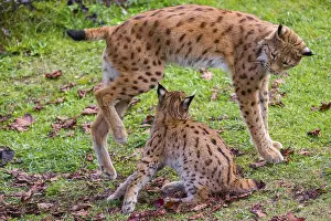 One female Eurasian lynx (Lynx lynx) plays with its cub on a green meadow