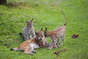 One female Eurasian lynx (Lynx lynx) plays with its two cubs on a green meadow