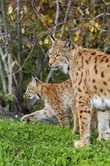 A female Eurasian lynx (Lynx lynx) stands with her kitten on a green meadow at the edge of a forest