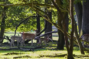 A female fallow deer (Dama dama) stands with her two fawns on a green meadow in the forest