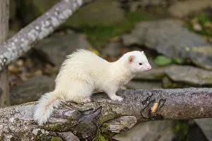 A female ferret (Mustela putorius furo) stands on a dead branch lying on the ground