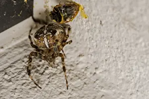 A female garden cross spider (Araneus diadematus) sits on a wall and guards a trapped and wrapped ladybird
